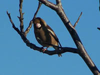   (Coccothraustes)- 2010