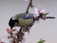 (Parus major)-  2010