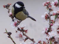  (Parus major)-  2010