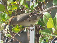  (Phylloscopous collybita)-  2010