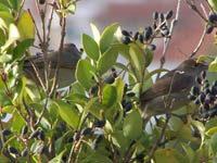  (Phylloscopous collybita)-  2010