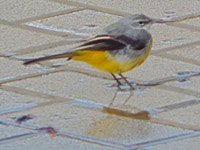  (11-2-2015)